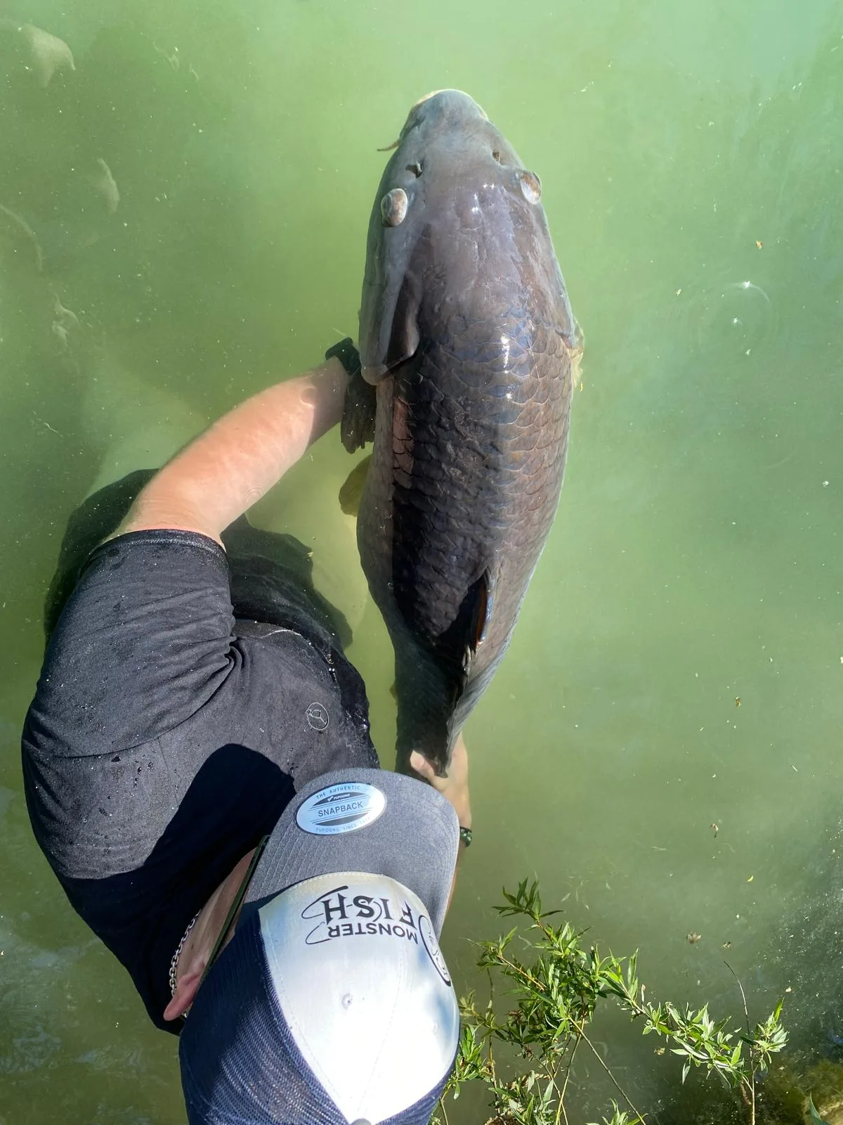 Karpfen beim Release